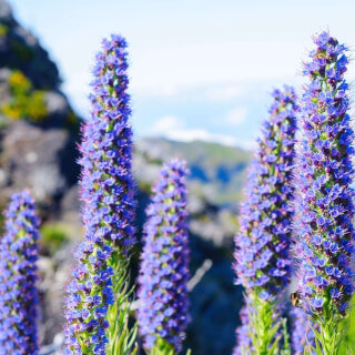 Daily Insight Message