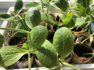 SoleYogas meditasjonsgruppe