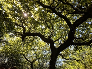 Forest Bathing Shinrin-yoku