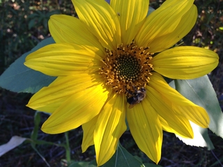 ShalemMBSR.SilverLiningsMBSR