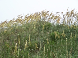Baltimore - Washington Meditation Group